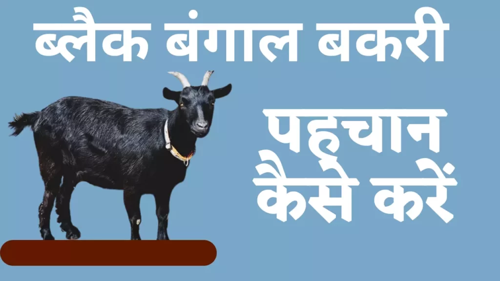 black bengal bakri ki pahchan kaise kare in hindi