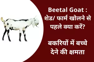 Beetle Goat shedpharm kholane se pahale kya karen baccha Dene Ki Kshamta