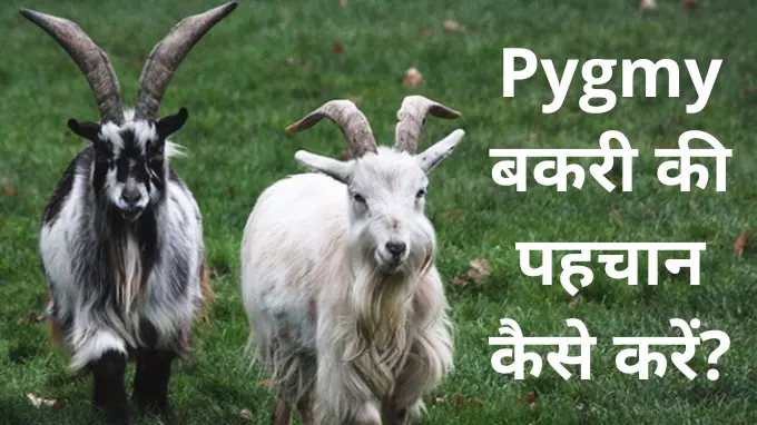Pygmy Bakri ki Pahchan