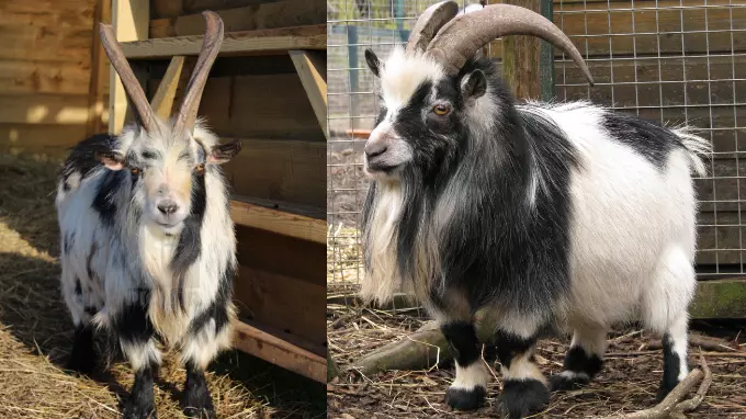 pictures of pygmy goats