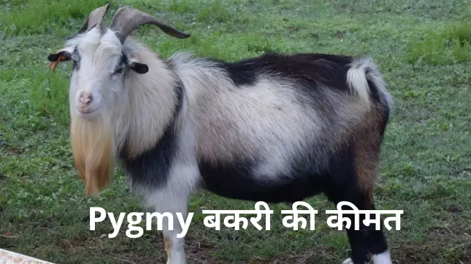 pygmy goat price
