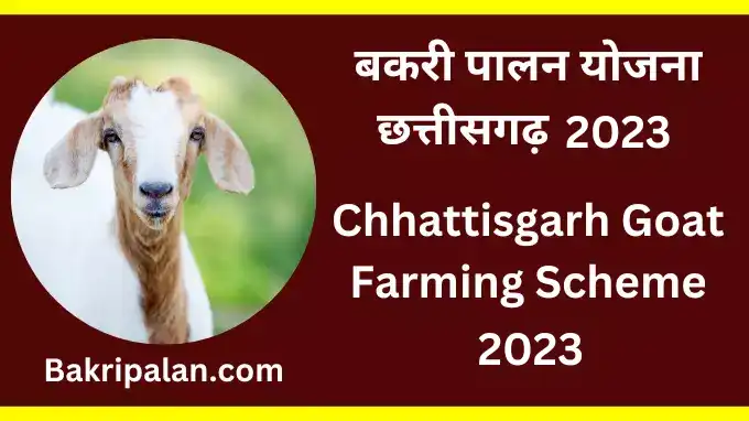 Bakri Palan Yojana Chhattisgarh 2023