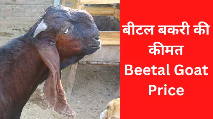Beetal Goat Price