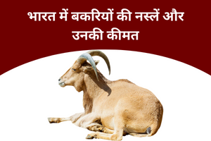 भारत में बकरियों की नस्लें (Goat breeds in India)