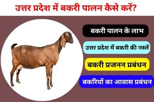 Goat Farming in up