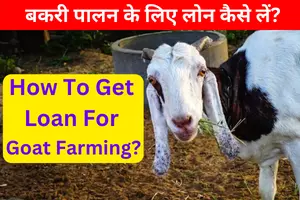 How to get loan for goat farming