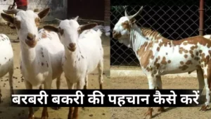 Identification of Barbary Goat