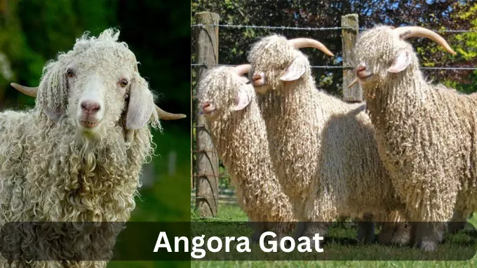 picture of angora goat