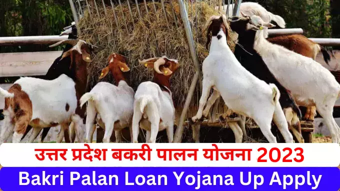 Bakri Palan Loan Yojana Uttar Pradesh
