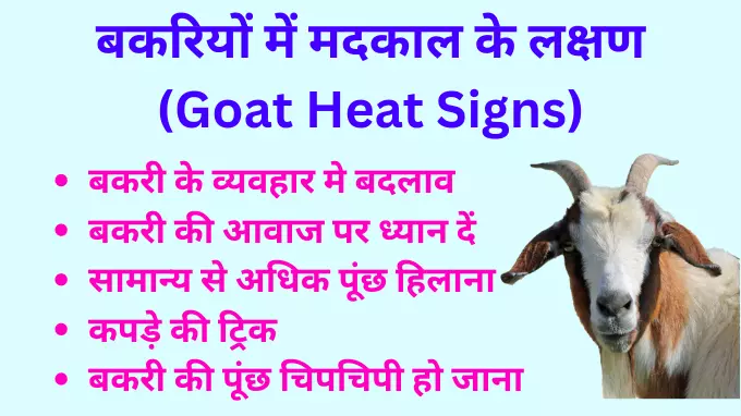 Signs of Heat in Goats