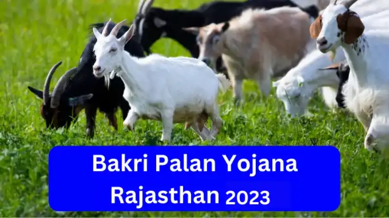 Bakri Palan Yojana Rajasthan 2023