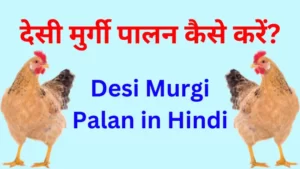 Desi Murgi Palan