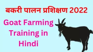 Goat Farming Training