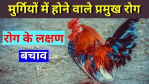 diseases in chickens
