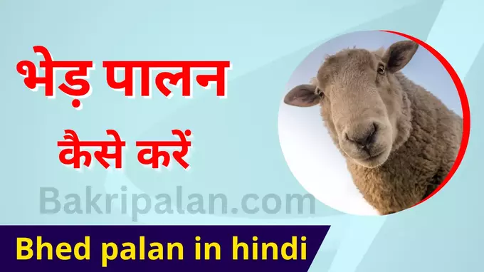 भेड़ पालन कैसे करें | Bhed Palan in Hindi - BakriPalan