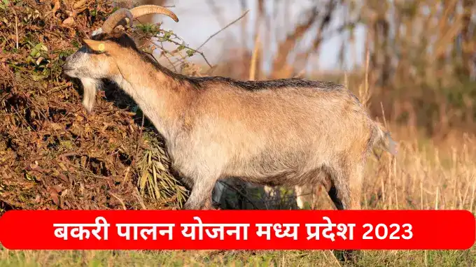 Goat Farming Scheme Madhya Pradesh