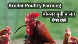 broiler poultry farm