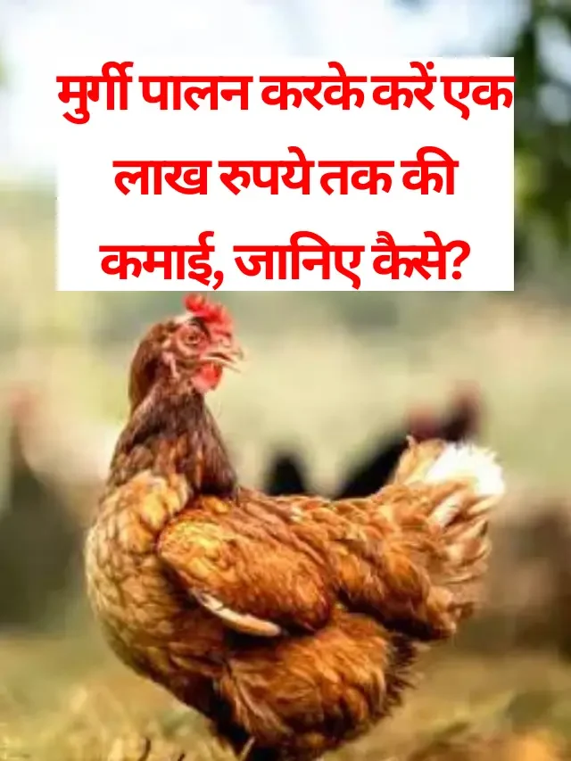 मुर्गी पालन करके करें एक लाख रुपये तक की कमाई जानिए कैसे?