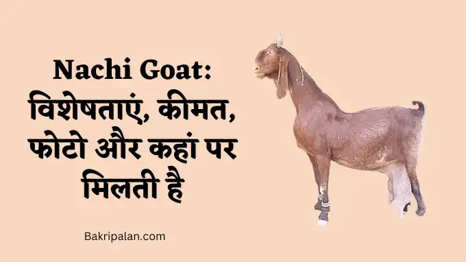 Nachi Goat विशेषताएं, कीमत, फोटो और कहां पर मिलती है