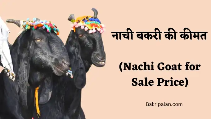 नाची बकरी की कीमत (Nachi Goat for Sale Price)