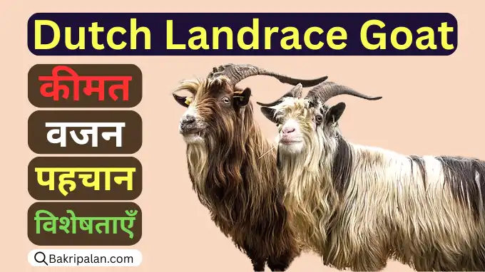 dutchh-landrachai-goat-keemat-vajan-pahachaan-aur-visheshataen