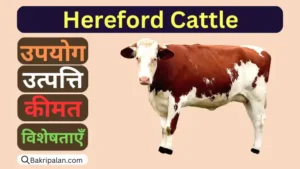 Hereford-Cattle-upayog-utpatti-vajan-pahachaan-aur-visheshataen