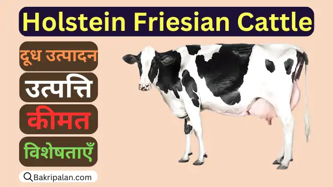 Holstein-Friesian-Cattle-keemat-rang-doodh-utpaadan-pahachaan-aur-visheshataen