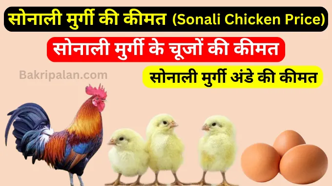 Sonali Chicken Price