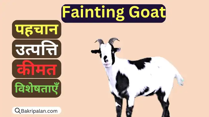 fainting-goat-aakaar-uddeshy-pahachaan-visheshataen-aur-kaha-milatee-hai