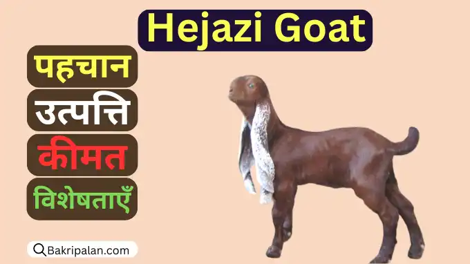 haijazi-goat-utpatti-uddeshy-keemat-aakaar-aur-visheshataen