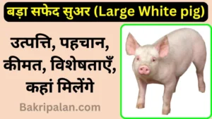 large white pig