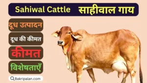 sahiwal-cattle-origin-milk-production-color-price-aur-characteristics
