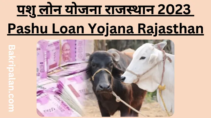 Pashu Loan Yojana Rajasthan