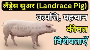 Landrace Pig