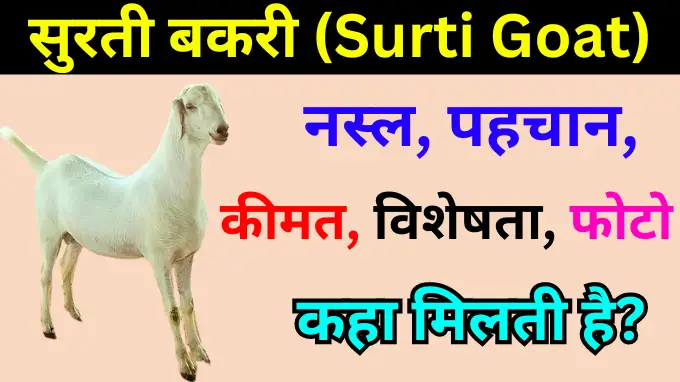 information about surti goat