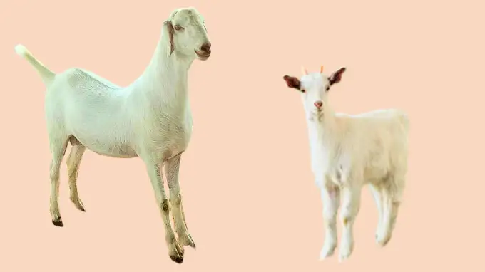 photo of surti goat